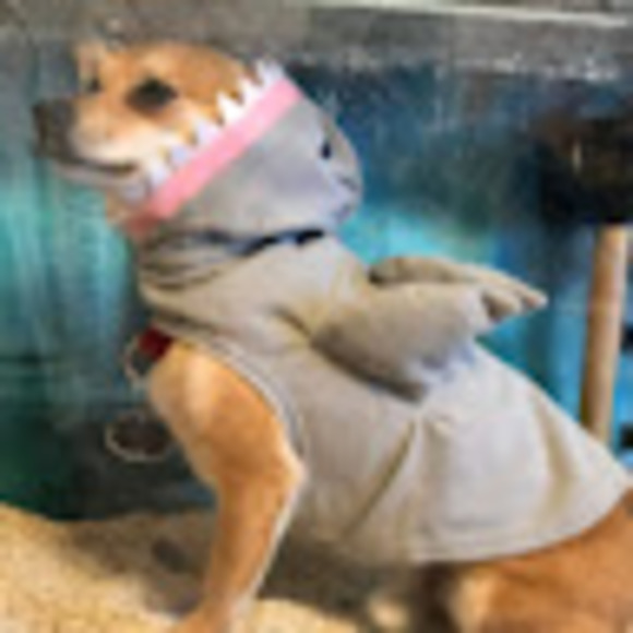 Meet your Posher, Aria - Picture 1 of 1